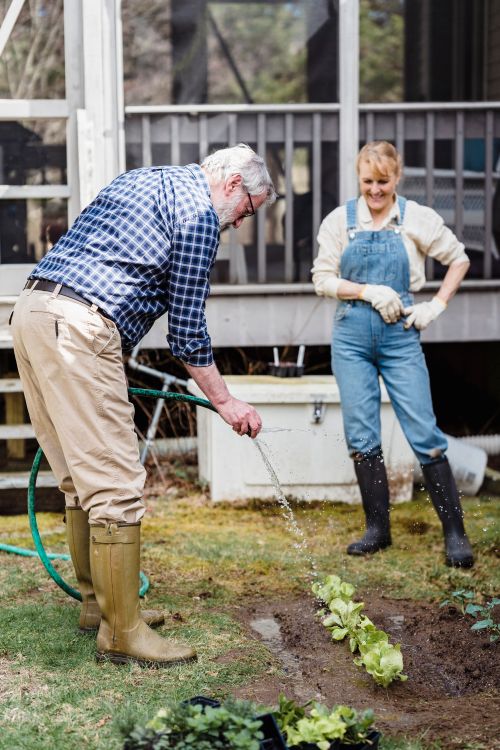 Free An elderly couple enjoying gardening together, watering plants in their backyard garden. Stock Photo