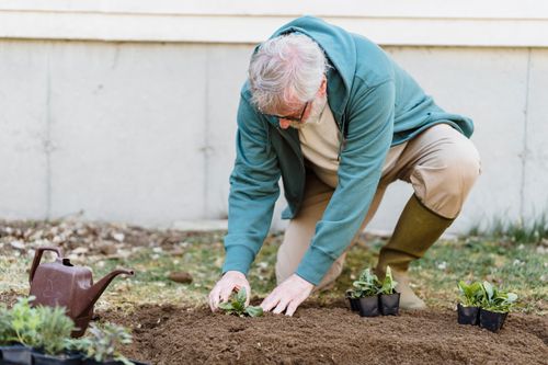 Free An elderly man enjoys gardening by planting seedlings in his yard. Stock Photo