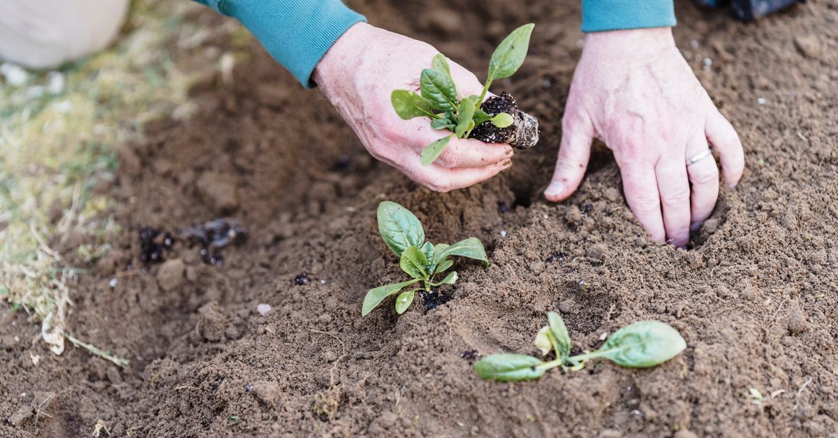 Person holding a muddy vegetable fresh from garden soil