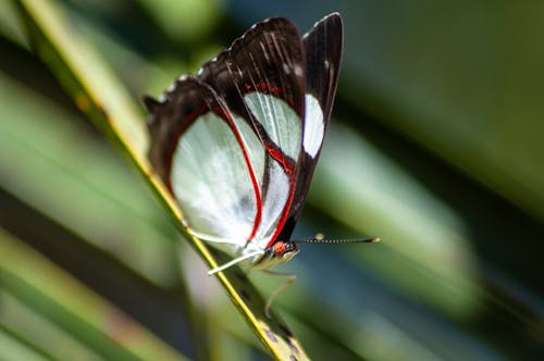 Free Close-Up Shot of a Butterfly Perched on a Leaf Stock Photo
