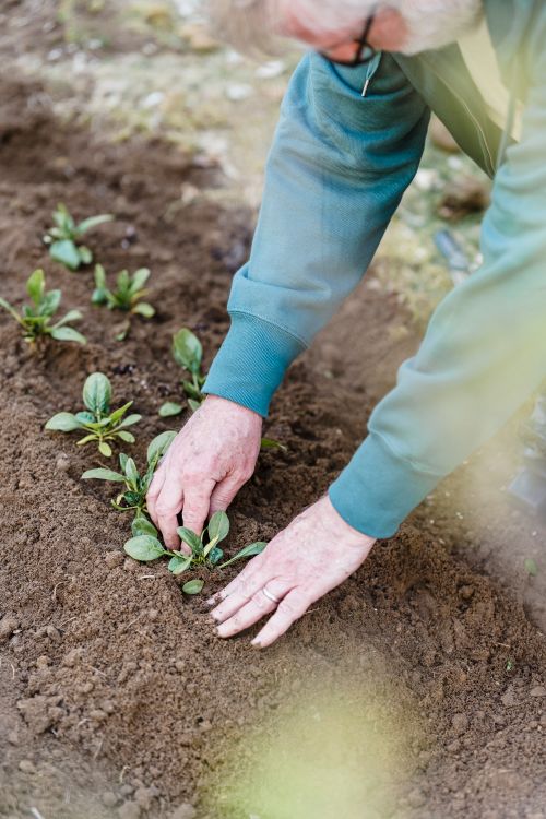 Free Hands of a gardener planting young green seedlings in rich soil. Outdoor gardening activity. Stock Photo