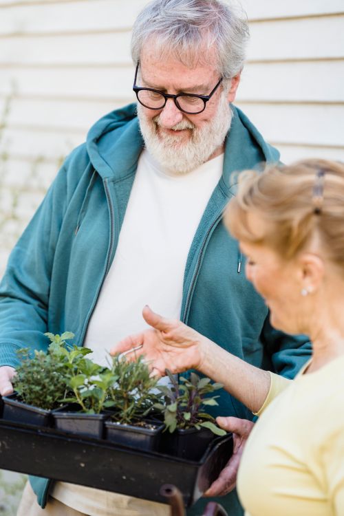 Free Elderly couple joyfully gardening, caring for potted plants outdoors. Stock Photo