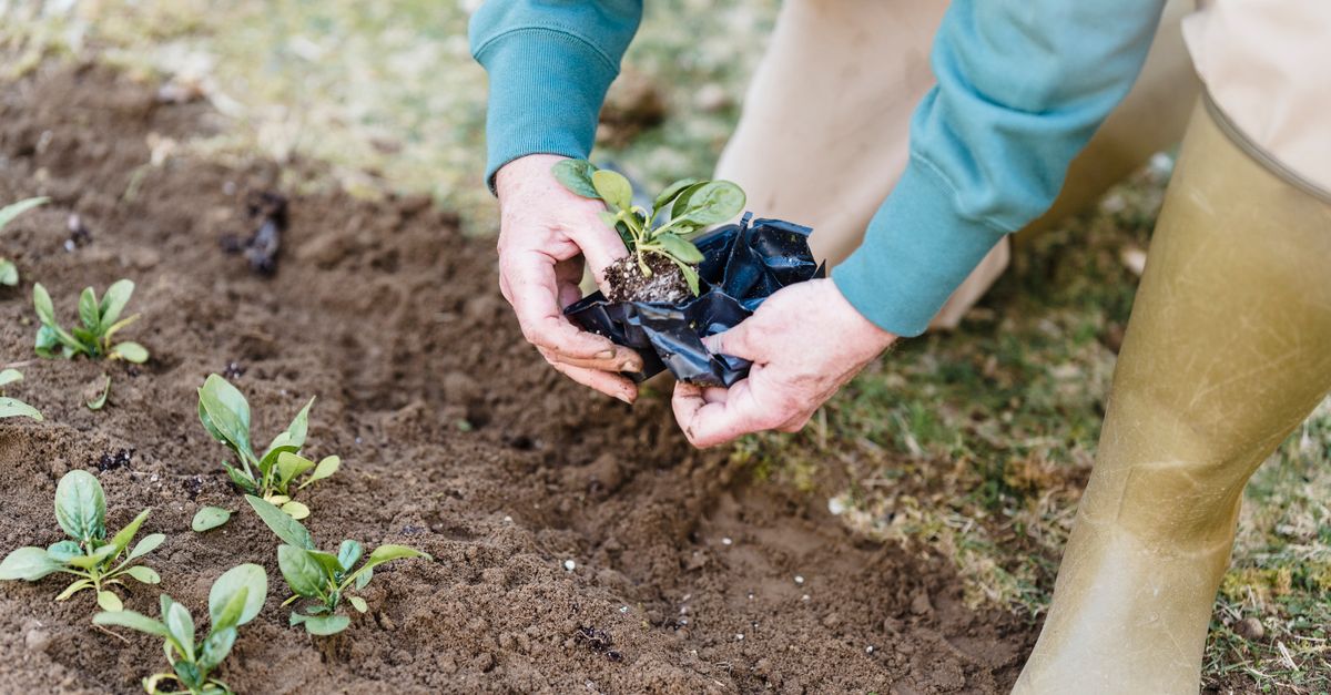 Comment débuter en jardinage : Guide pour les néophytes
