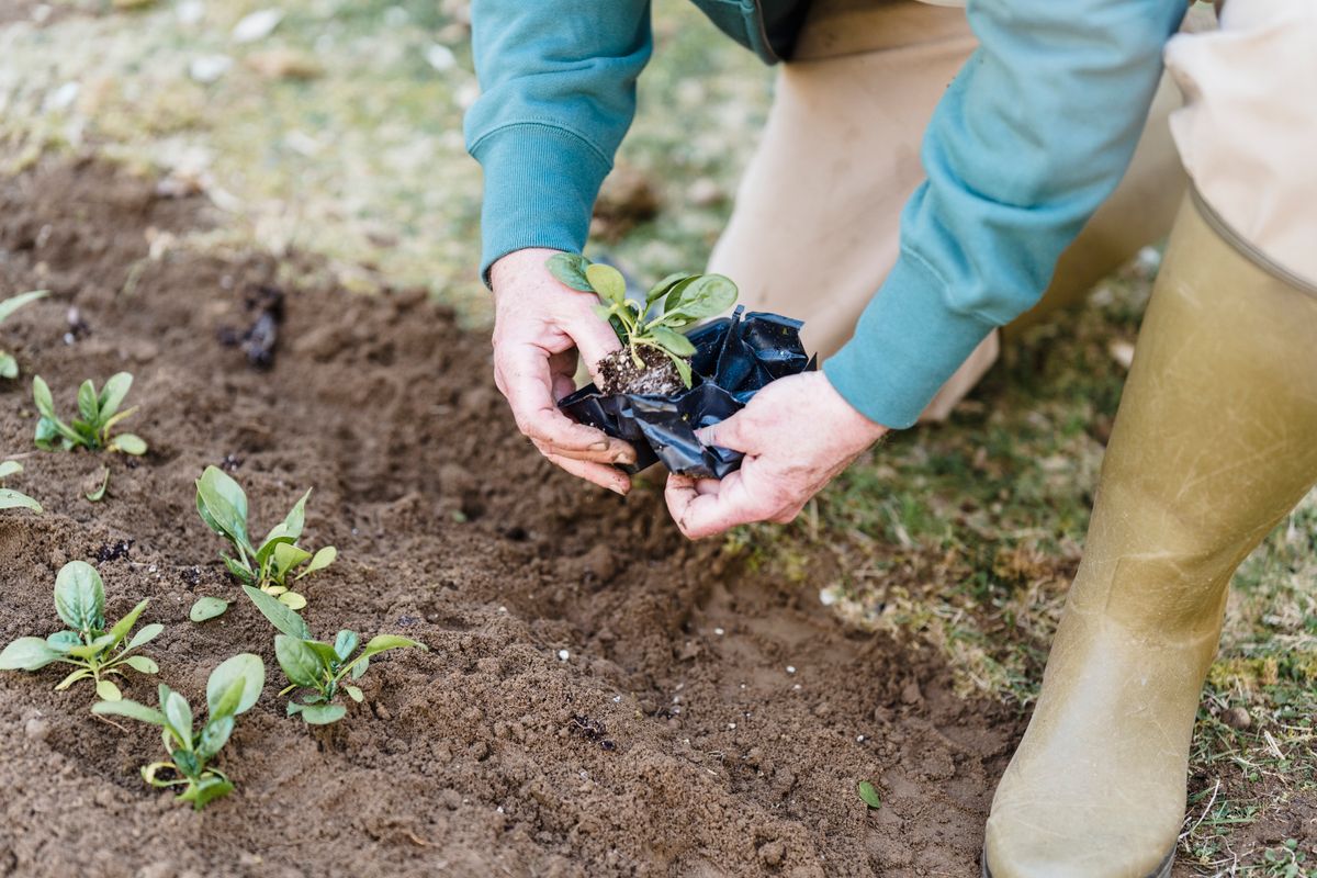 Légumes à semer en août - Haricots, pois et autres semis possibles selon votre région