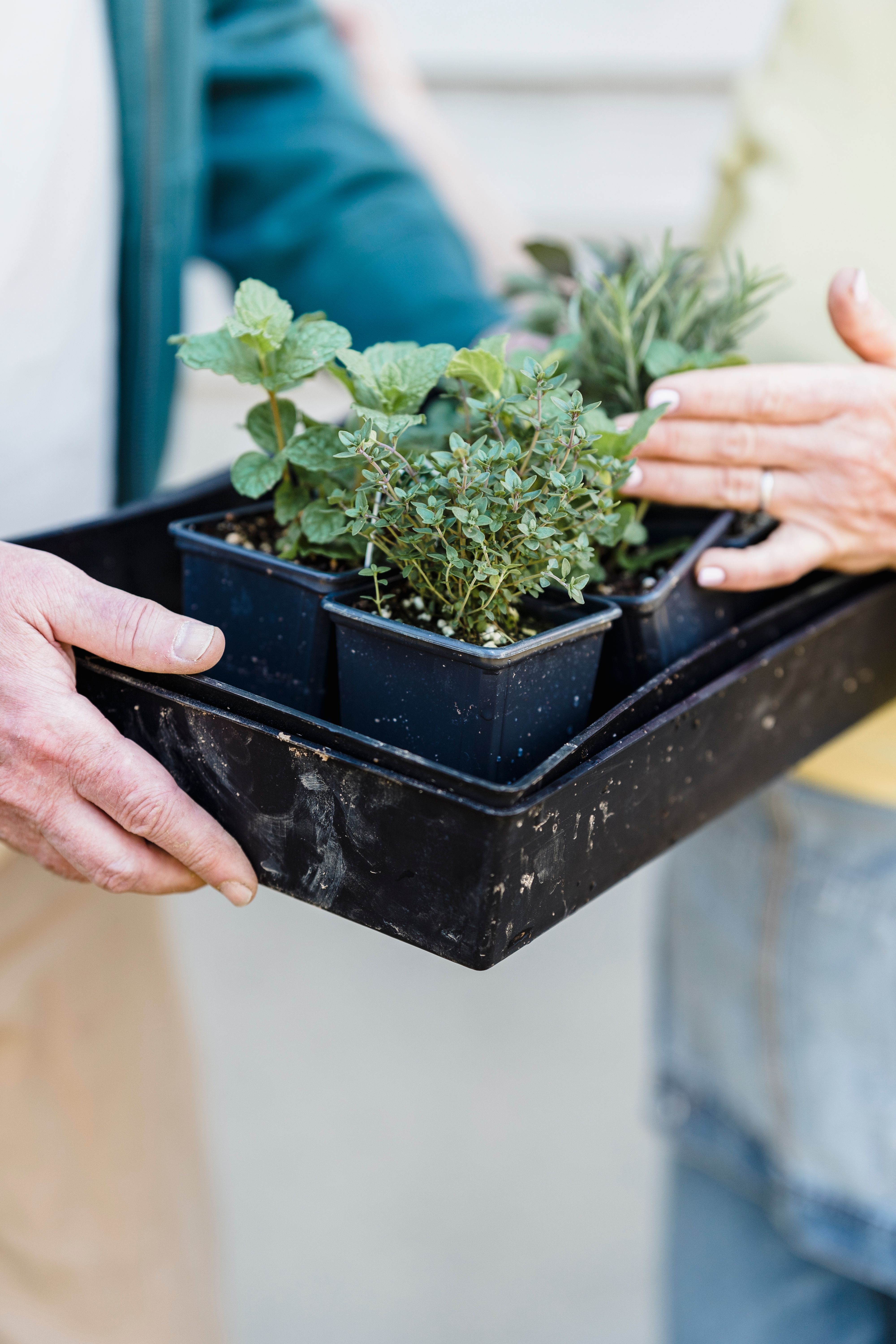 Hands exchanging potted herbs