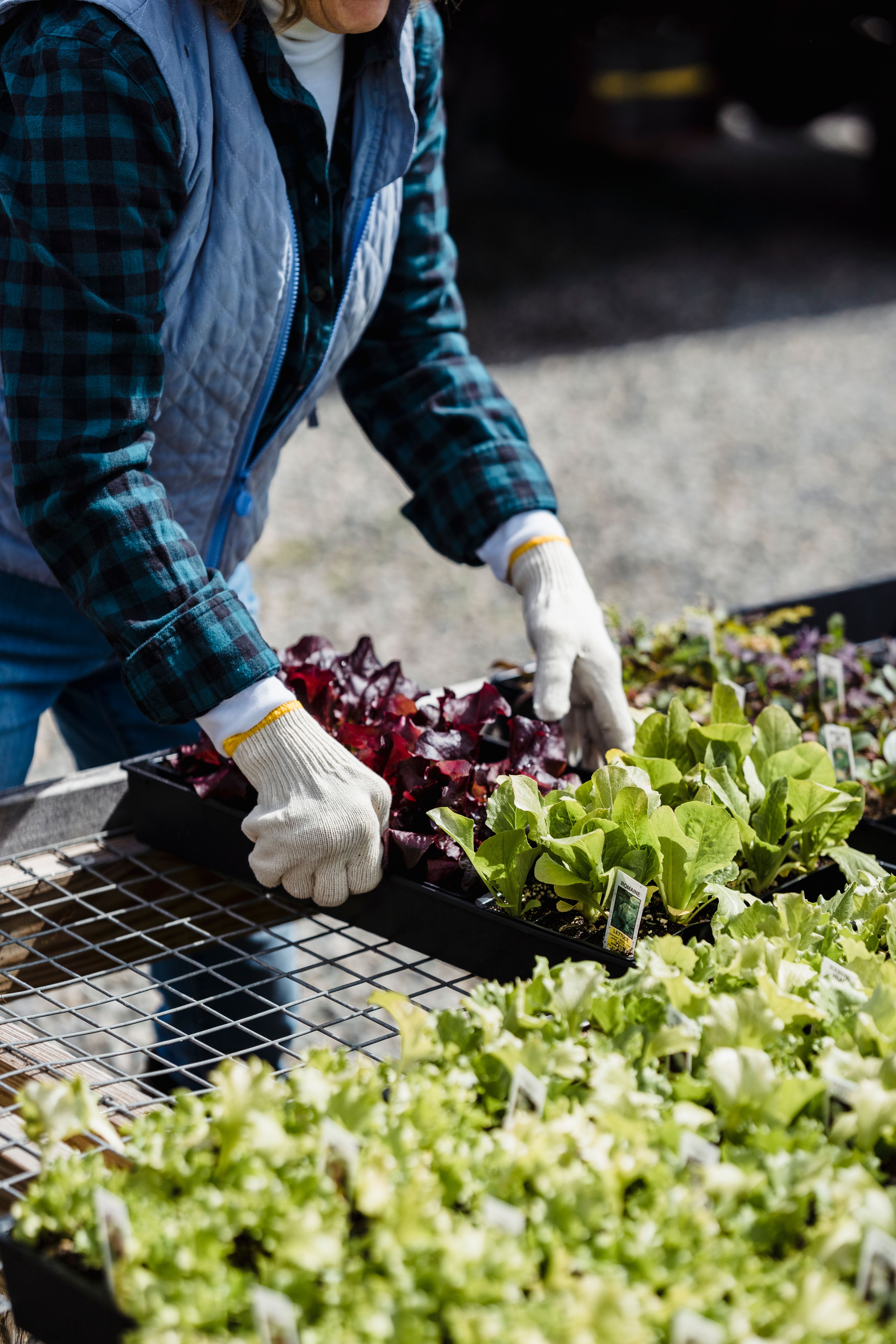 Person arranging seedlings in an outdoor plant nursery, hands wearing gloves.