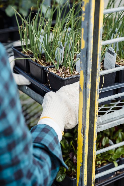 Free Gardener wearing gloves handling trays with seedlings and soil outdoors. Stock Photo