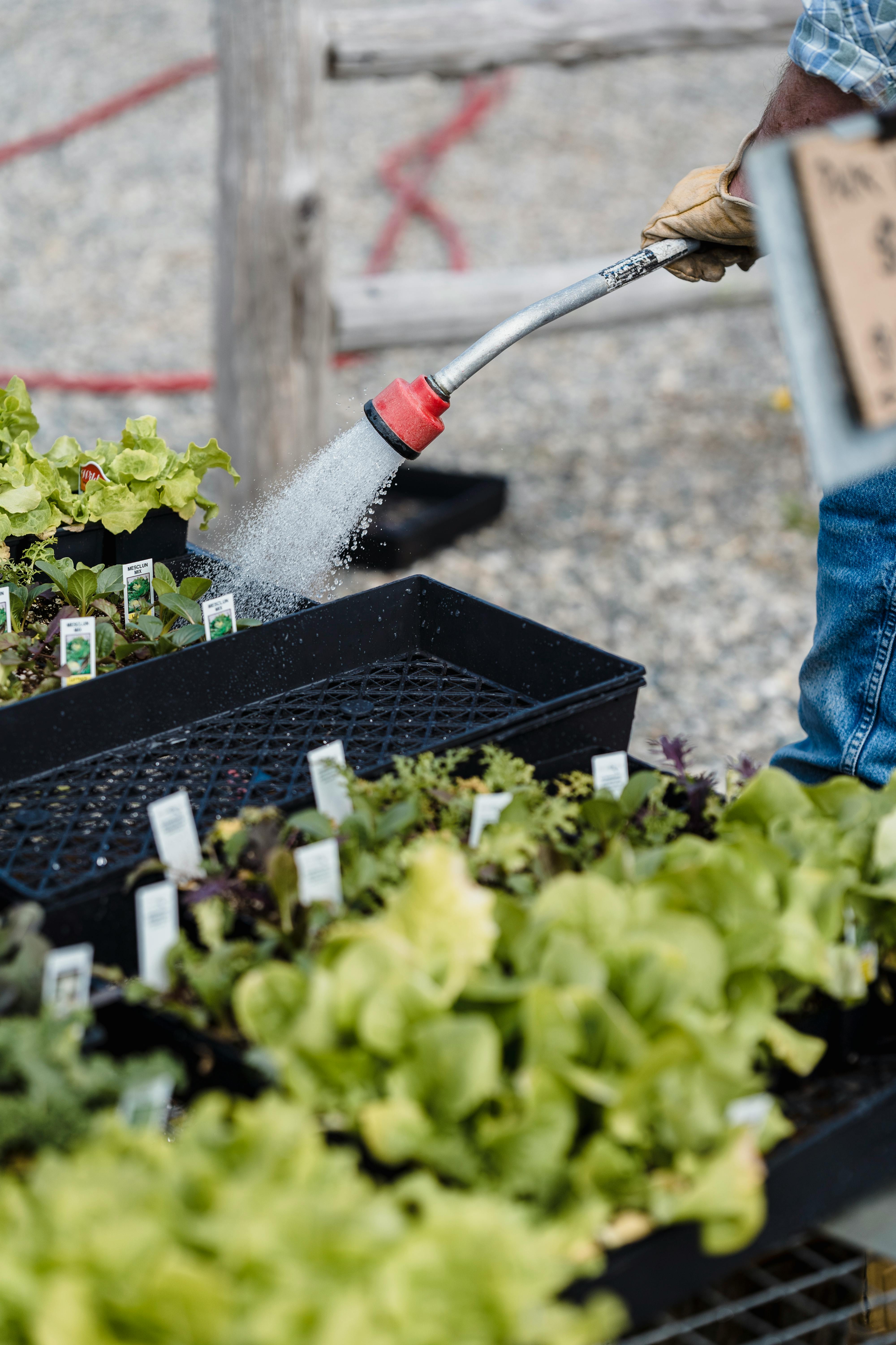 A gardener waters young seedlings in a nursery tray outdoors. Vibrant and healthy.