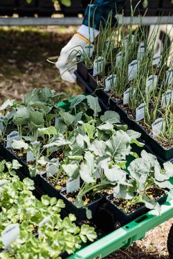 Young vegetable seedlings in trays ready for planting