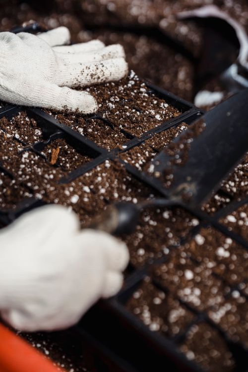 Free Close-up of gardener's hands in gloves preparing soil in seed trays for planting. Stock Photo
