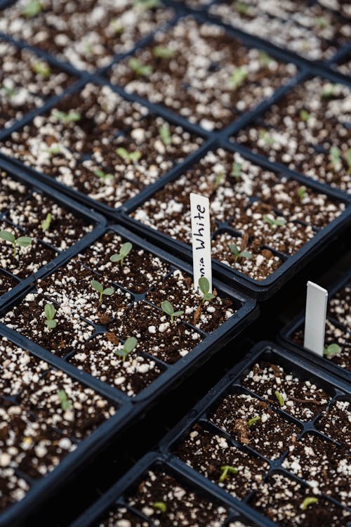 Close-Up Shot of Growing Plants in Soil