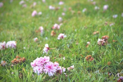 Free stock photo of flowers, japanesecherrytree, serrulata