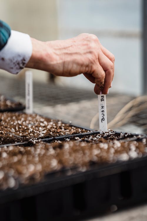 Close-Up Shot of a Person Putting a Mark on Growing Plants in a Soil