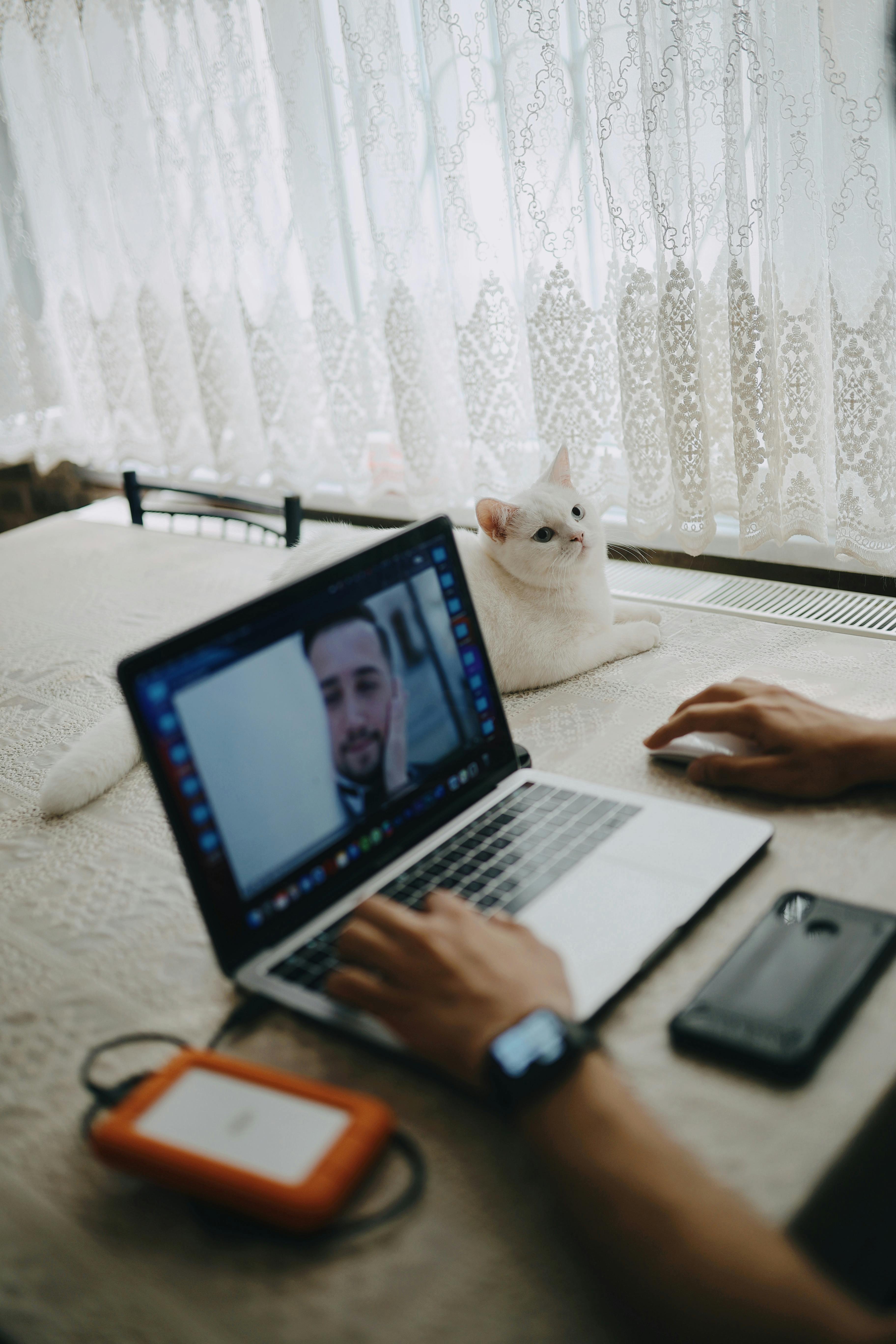 crop man working on laptop at table with domestic cat