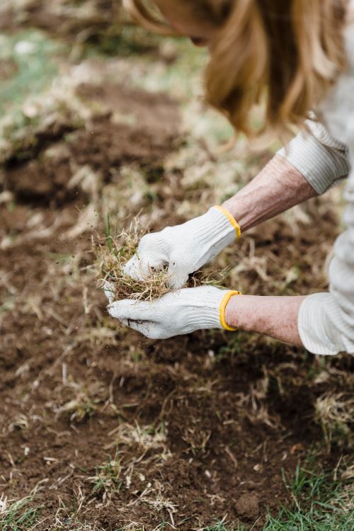 Free Close-up of gardener wearing gloves, planting grass in a backyard garden setting. Stock Photo