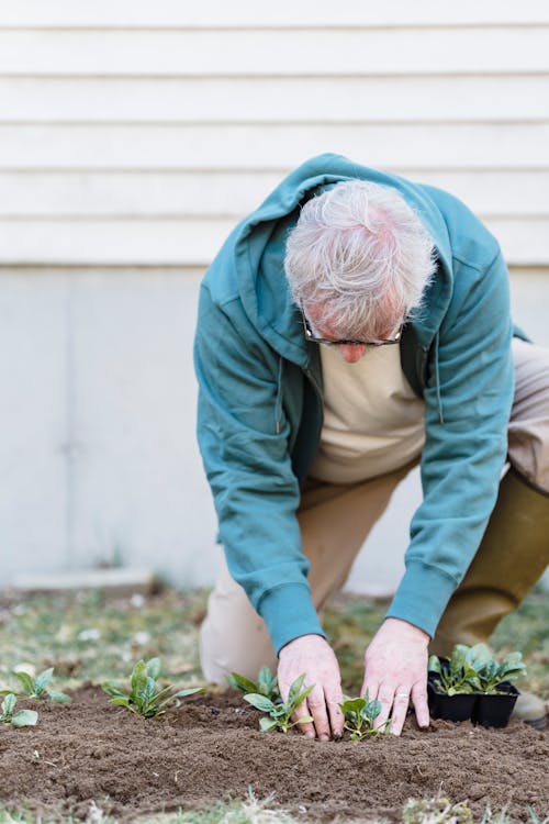 Free An Elderly Man Planting  Stock Photo