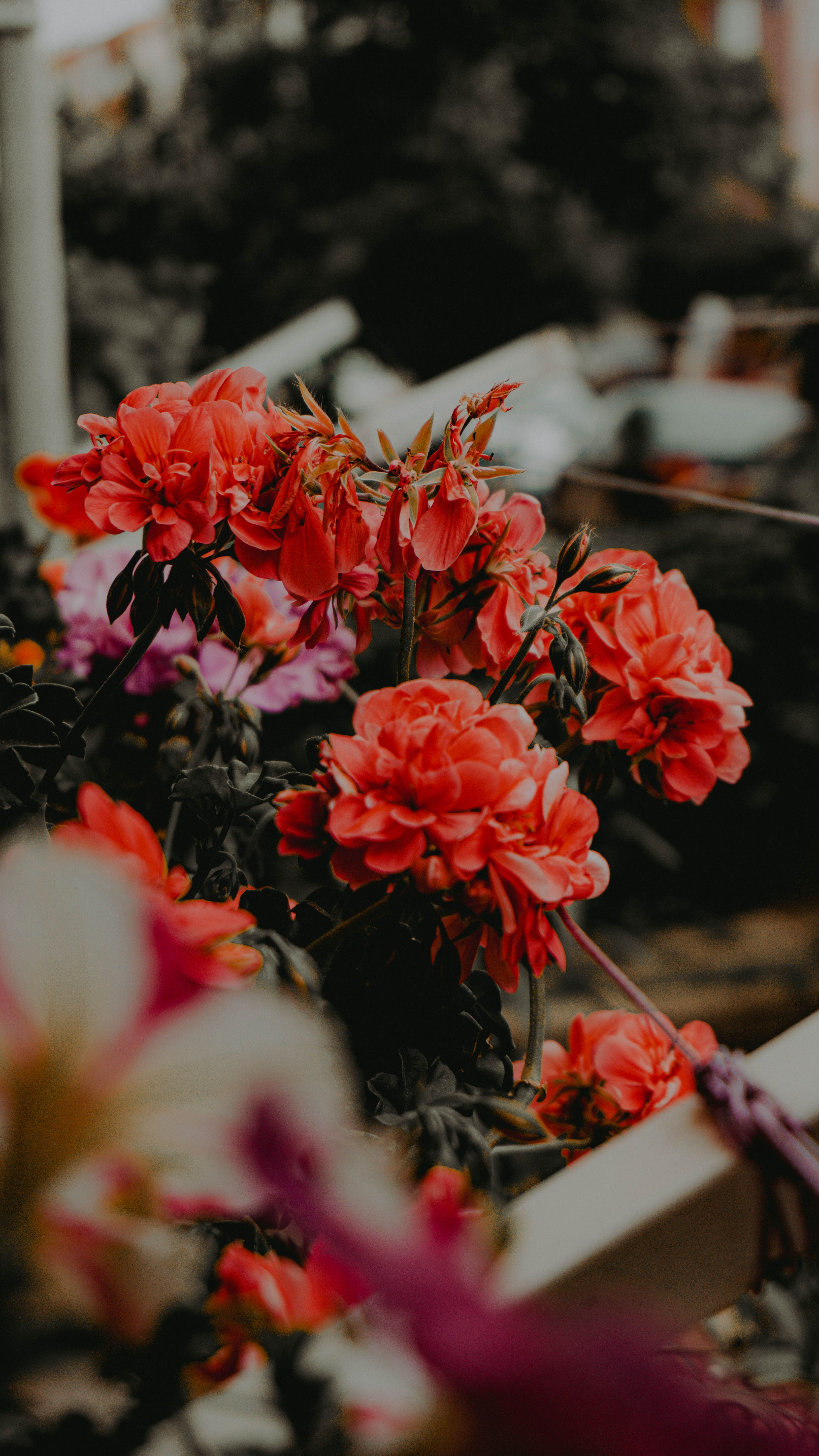 [ColoSach]-beautiful-vibrant-red-flowers-in-full-bloom-outdoors,-showcasing-nature's-beauty-and-delicate-petals.
