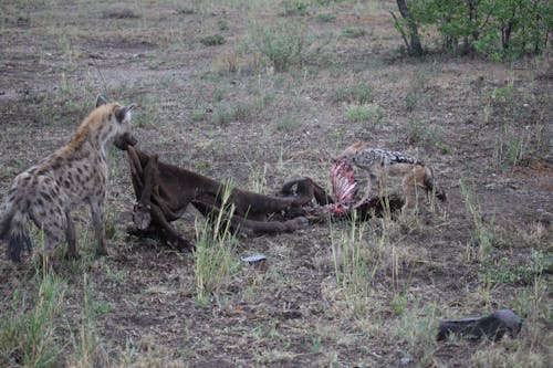 Free stock photo of hyena, jackel, lunch