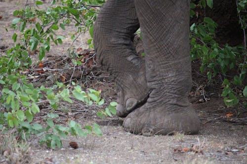 Free stock photo of elephant, feet, foot