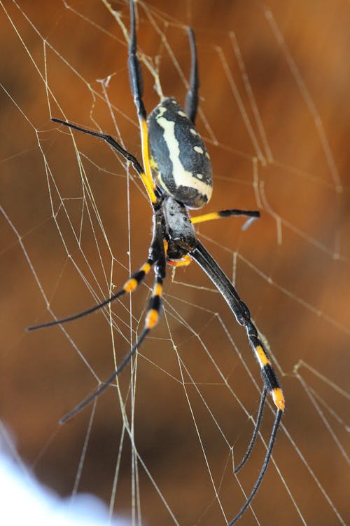 Free stock photo of orb, spider, web