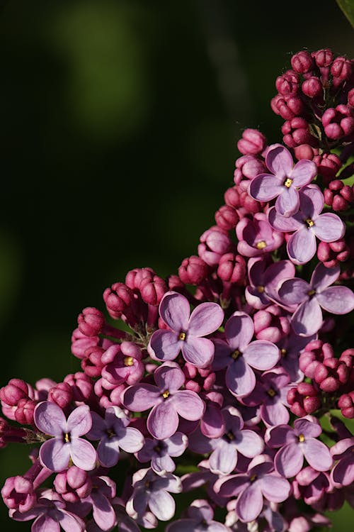 Kostnadsfri bild av blommig, blomning, delikat