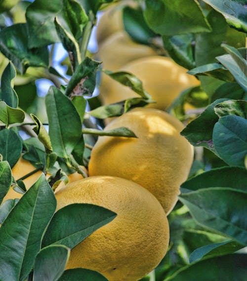 Yellow Fruits