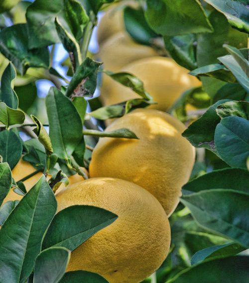 Free Vibrant ripe lemons hanging from a tree branch surrounded by lush green leaves. Stock Photo