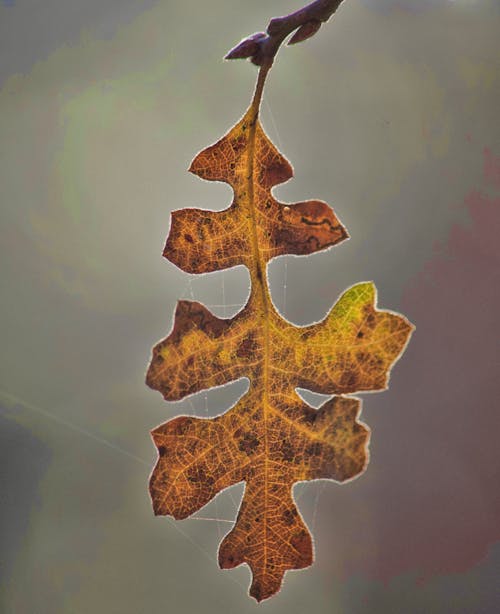 Macro Photography Of Dry Leaf