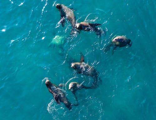 Ücretsiz deniz, Deniz aslanları, hayvan içeren Ücretsiz stok fotoğraf Stok Fotoğraflar