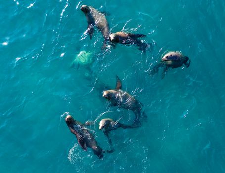 A group of sea lions swimming together in bright blue ocean waters, showcasing aquatic wildlife.