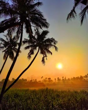 Breathtaking sunrise over palm trees in Puducherry, India, showcasing a tropical silhouette.