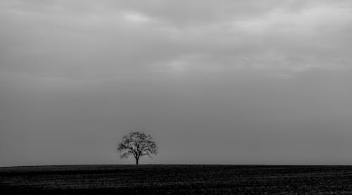 Bare Tree