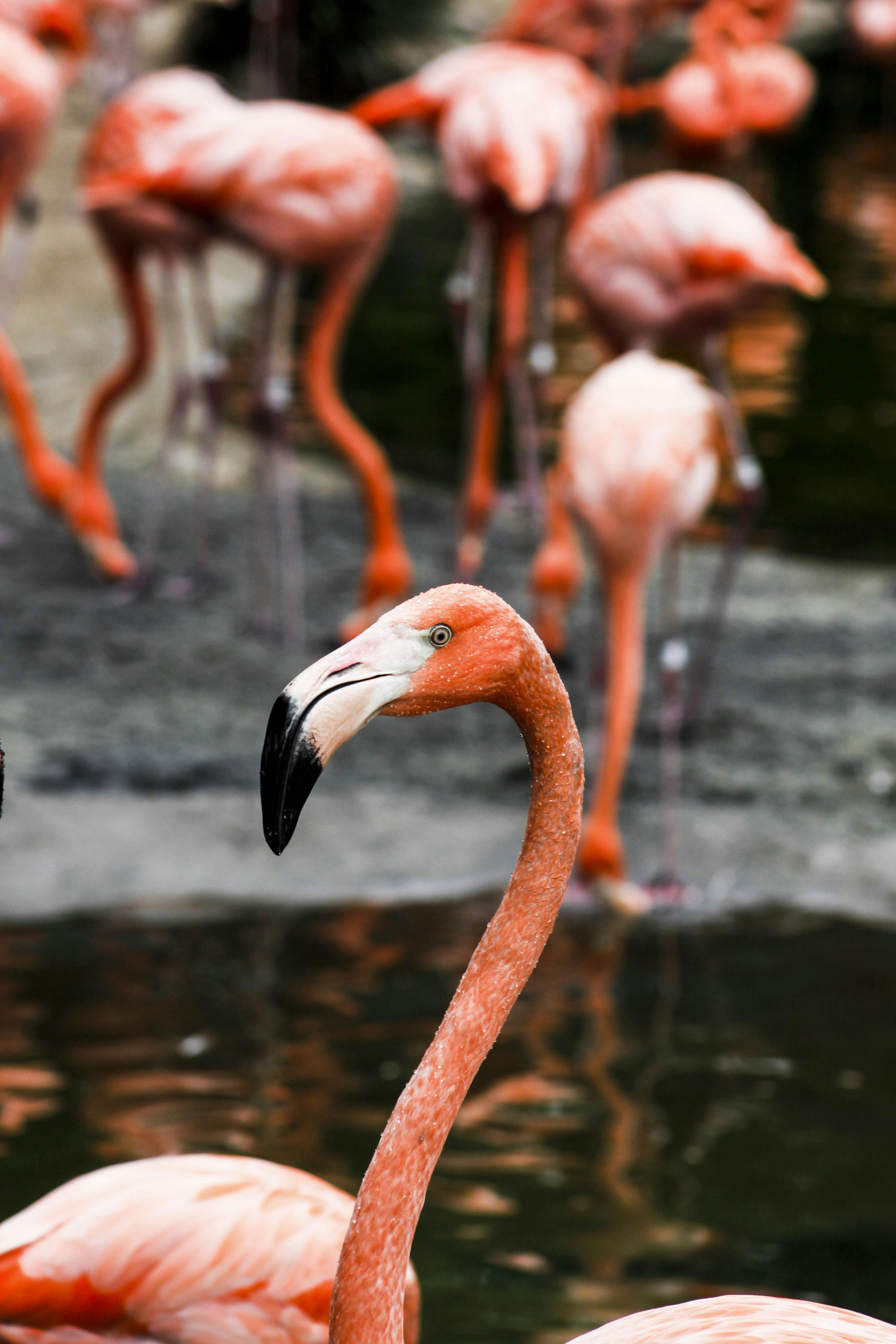 Red Flamingo \u00b7 Free Stock Photo