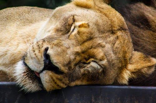 Free Lioness Closing Its Eyes Stock Photo