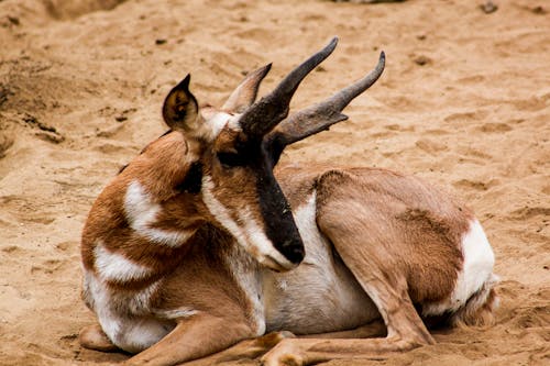 Brown and White Buck Animal