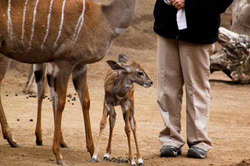 Imagine de stoc gratuită din Africa, animal, animal sălbatic