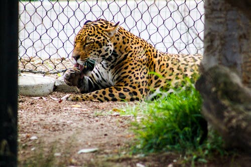 Macan Tutul Berbaring Di Samping Pagar Rantai Logam Abu Abu