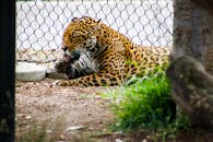 一只成熟的豹子正悠闲地躺在围栏里，展示着它雄伟的斑点皮毛