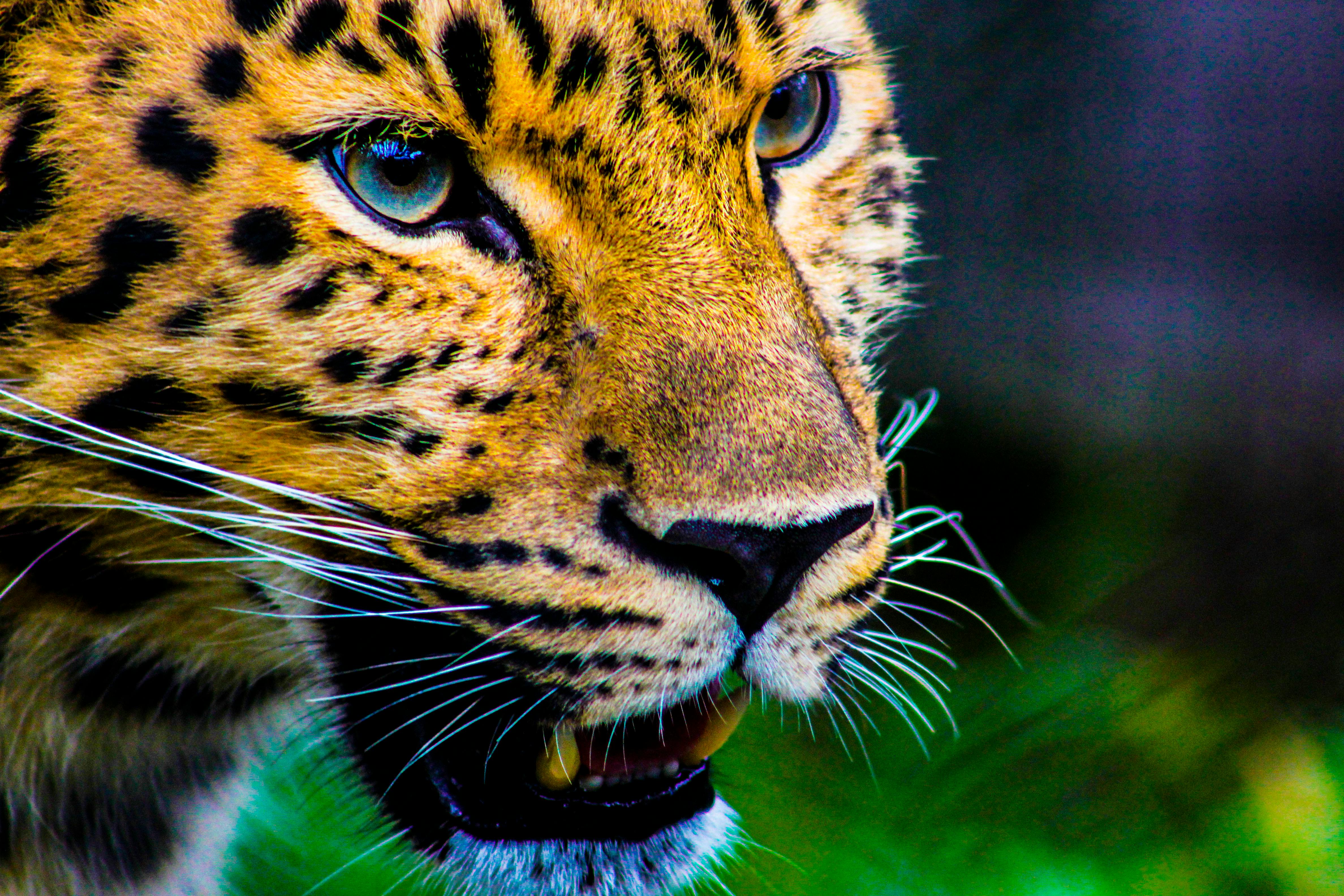Tiger  big cat 4K wallpaper download