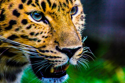 Photography Of Cheetah