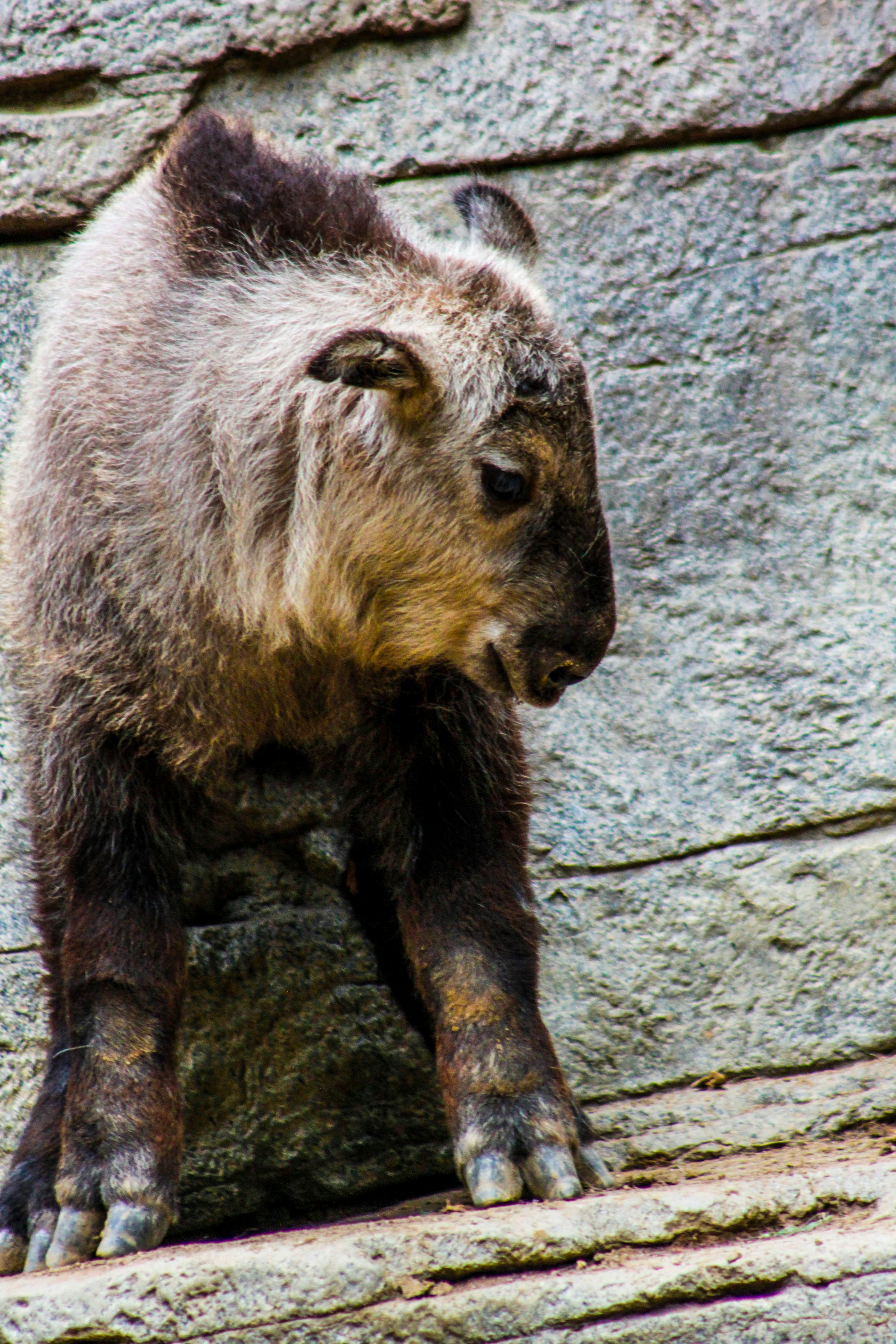 Free stock photo of africa, Animal Kingdom, animal portrait