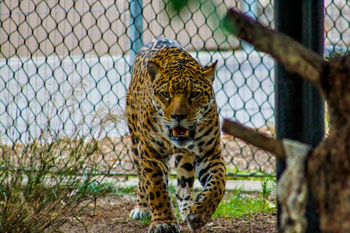 Gratis Growling Leopard Inside Enclosure Foto Stok