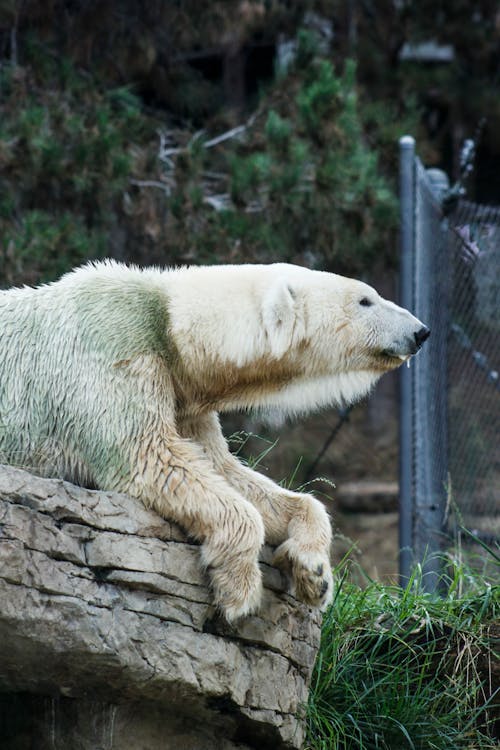 White Polar Bear Resting on a Rock 