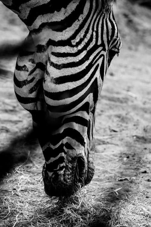 Grayscale Zdjęcie Zebra's Head