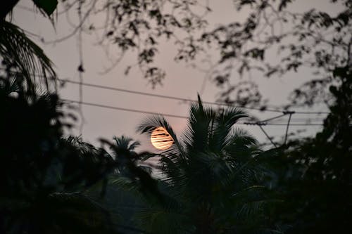 シルエット, 屋外, 日の出の無料の写真素材