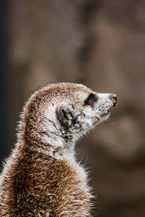 Fotografi Closeup Brown Meerkat