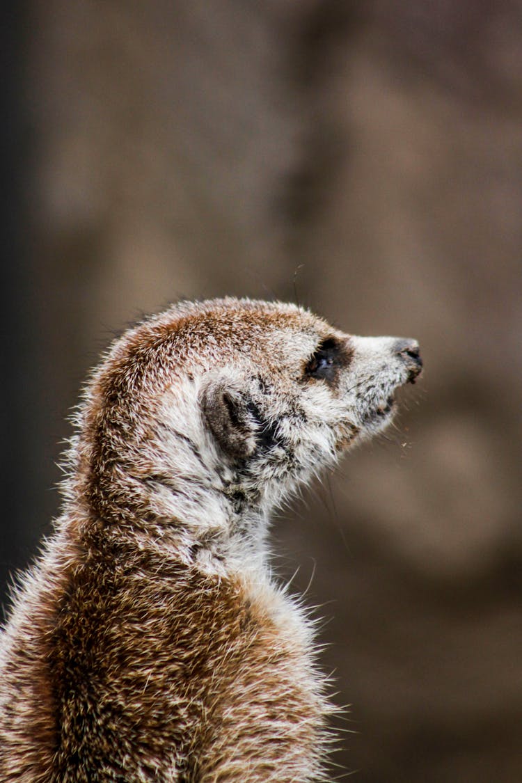 Closeup Photography Of Brown Meerkat