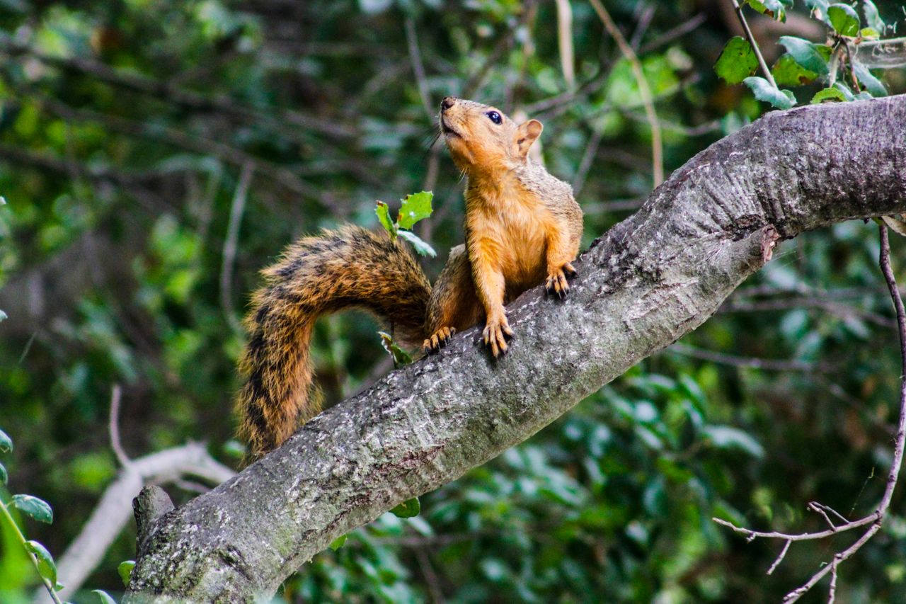 charming photo of a squirrel resting on a tree branch in a lush forest