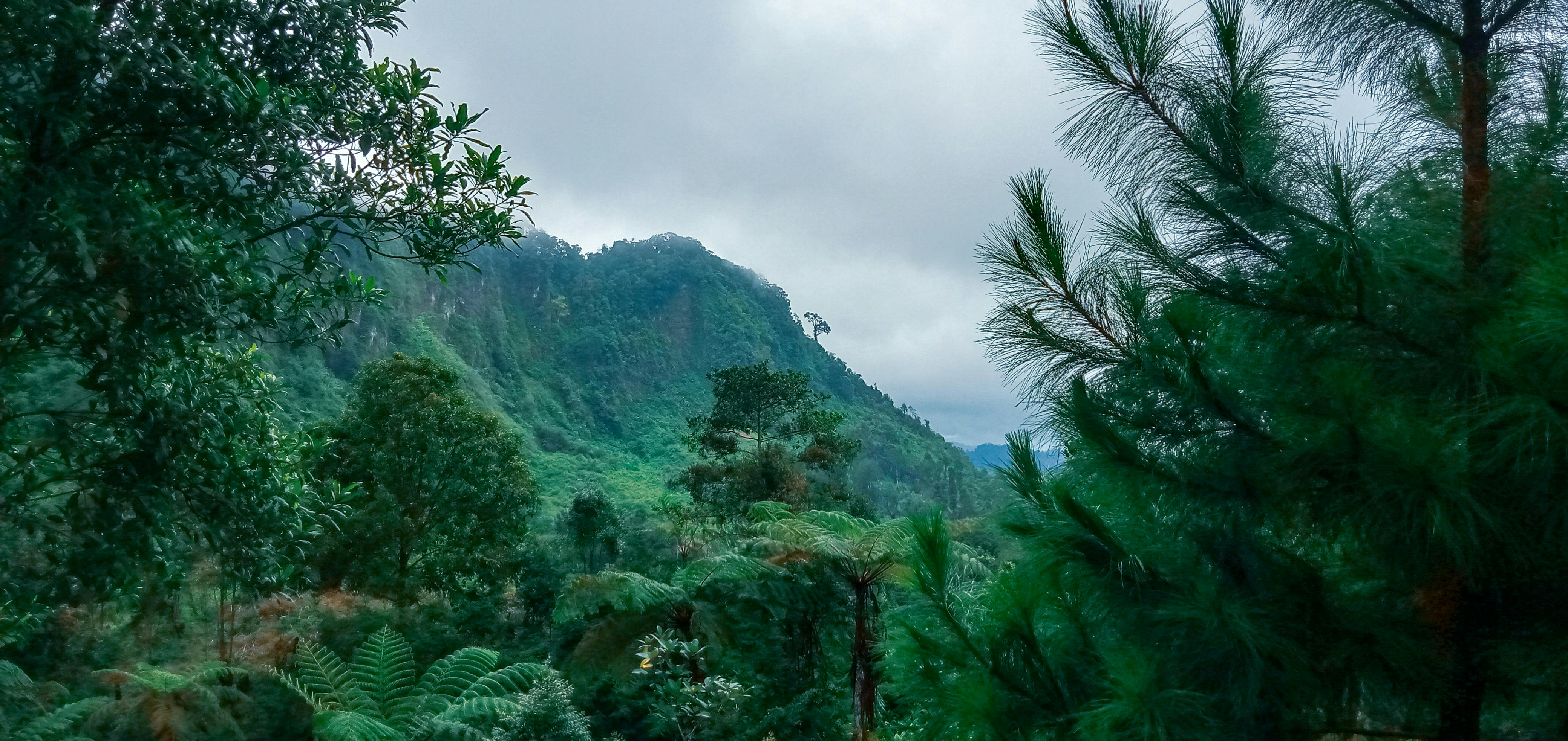 Home cook preparing vegetables next to a pot on the stove