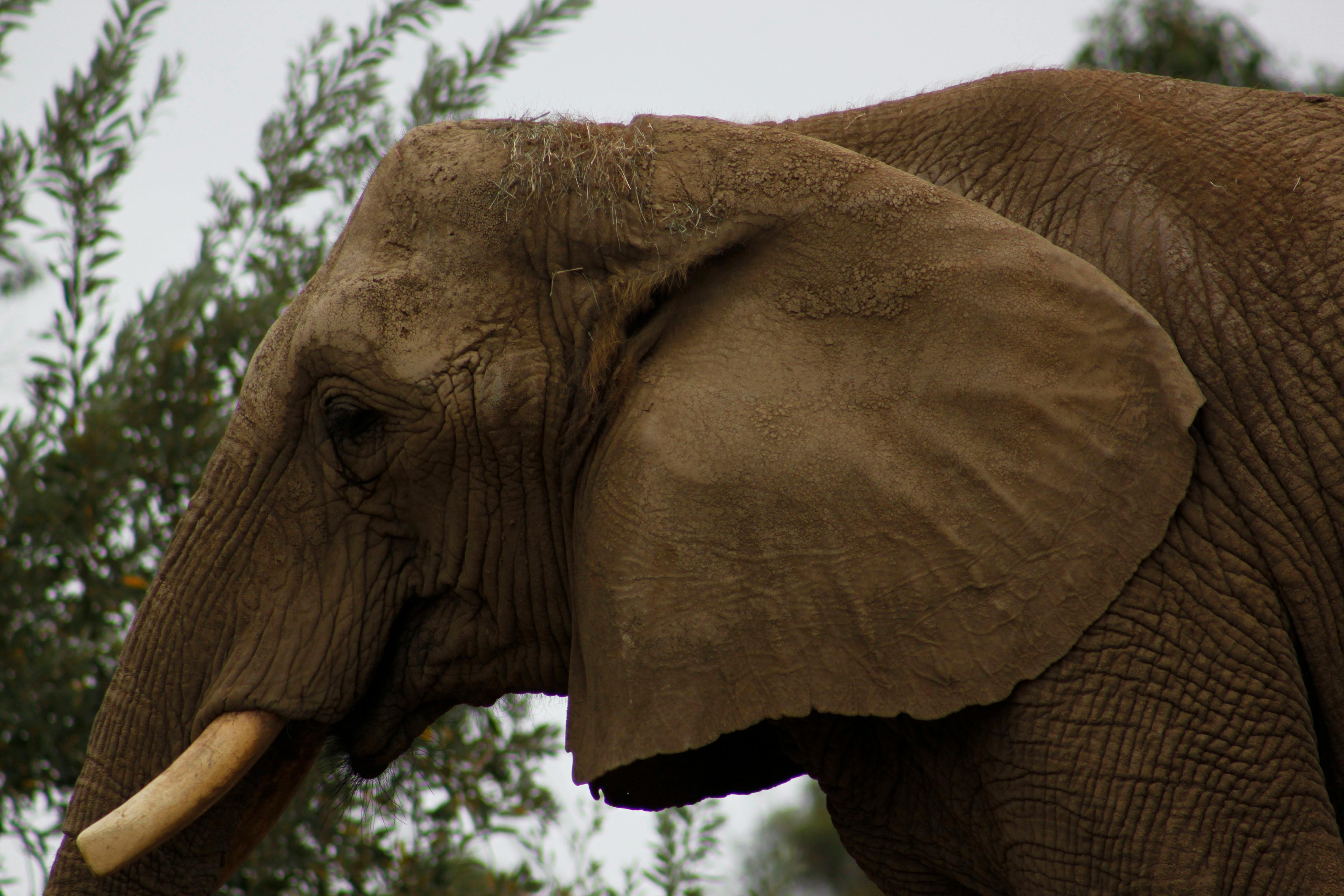Free stock photo of africa, Animal Kingdom, animal portrait
